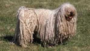 Dwarf poodle: описание на породата със снимки, грижи и съдържание